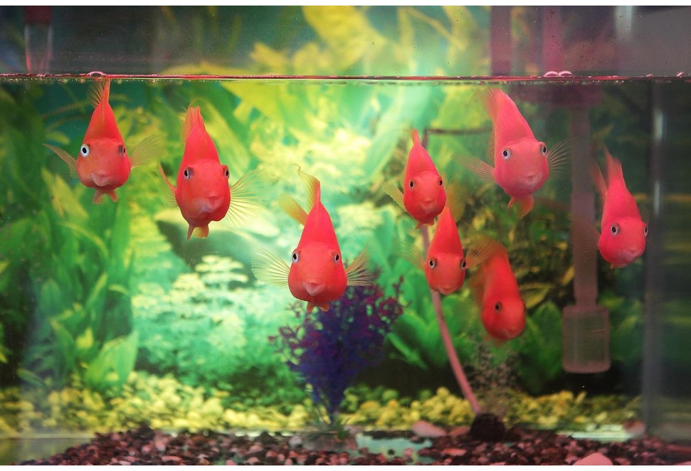 Vandens filtrai akvariumui: svarbiausia informacija ir patarimai